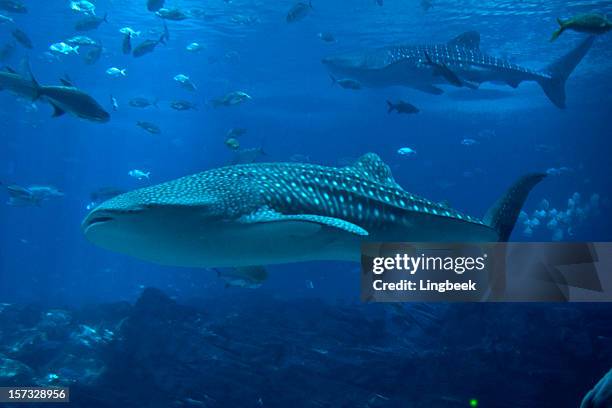 whale sharks and lots of fish - epinephelus lanceolatus stock pictures, royalty-free photos & images