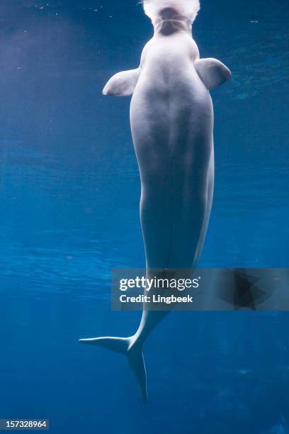 beluga whale - beluga whale arctic stock pictures, royalty-free photos & images