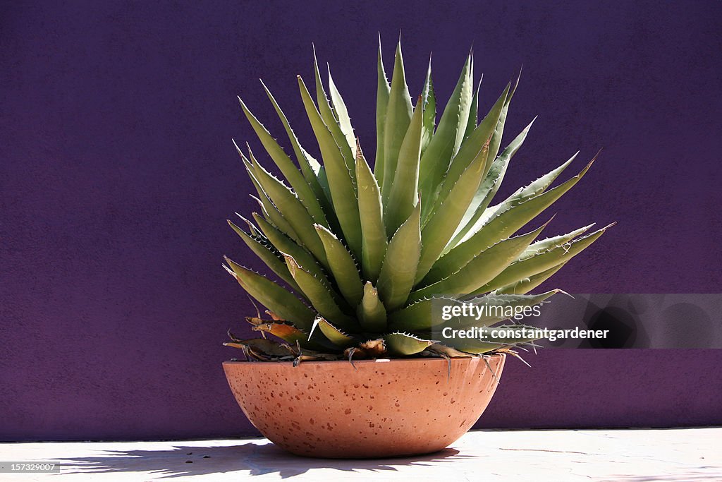 Simplicity And Beauty Of Gardening With Succulents