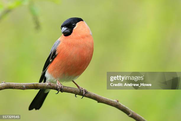 bullfinch (pyrrhula-pyrrhula) - old world bullfinch stockfoto's en -beelden