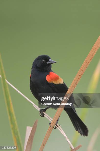red-winged blackbird porträt - rotschulterstärling stock-fotos und bilder