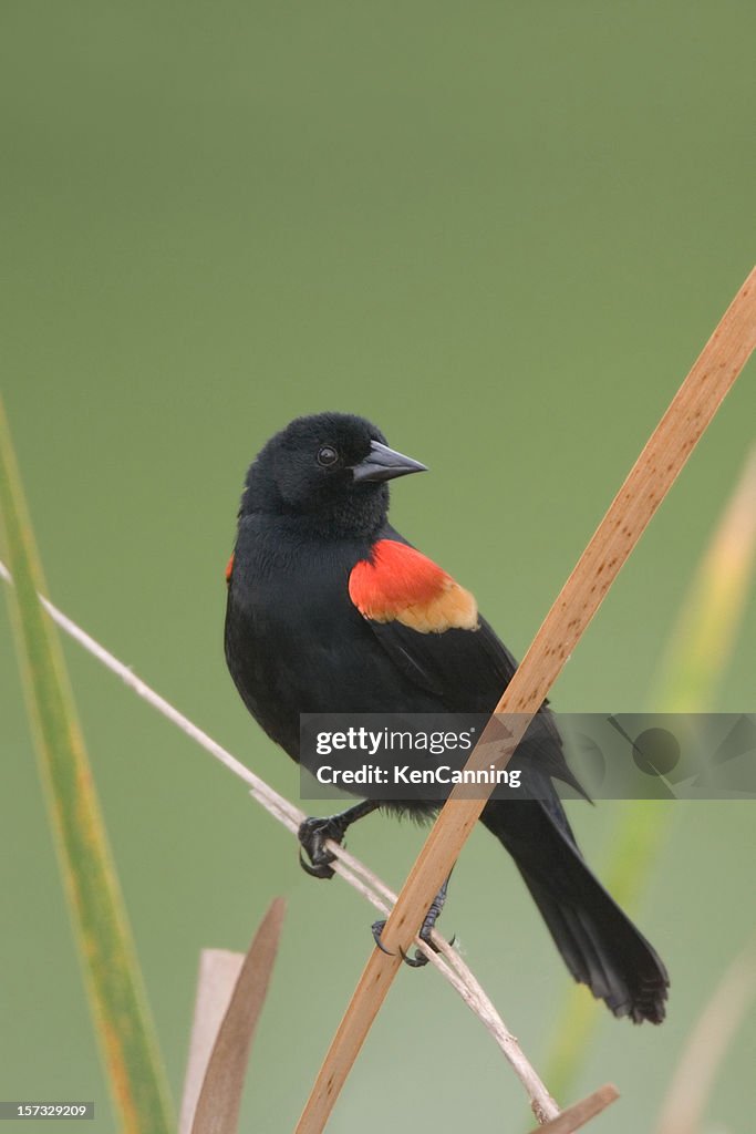 Red Winged Blackbird Portrait
