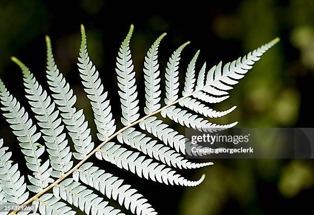 1,106 New Zealand Silver Fern Stock Photos and High-Res Images