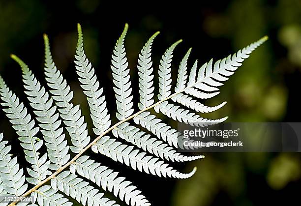 silver fern close-up - frond stock pictures, royalty-free photos & images