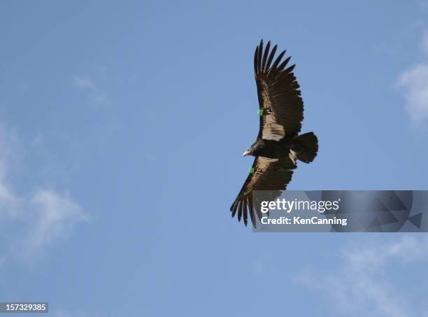 Condor Flying Back View 1,179 Condor Flying Stock Photos, High-Res Pictures, and Images - Getty ...