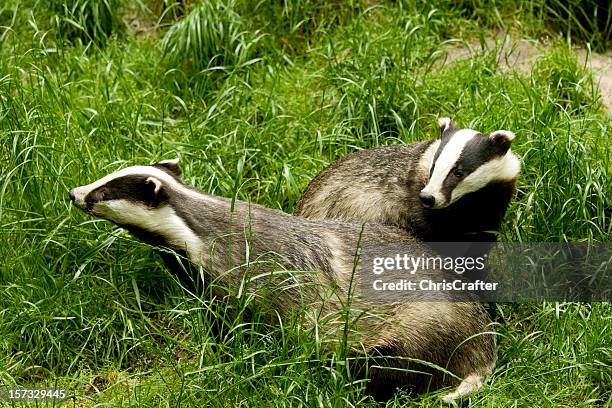 european badgers playing in the grass - meles meles stock pictures, royalty-free photos & images