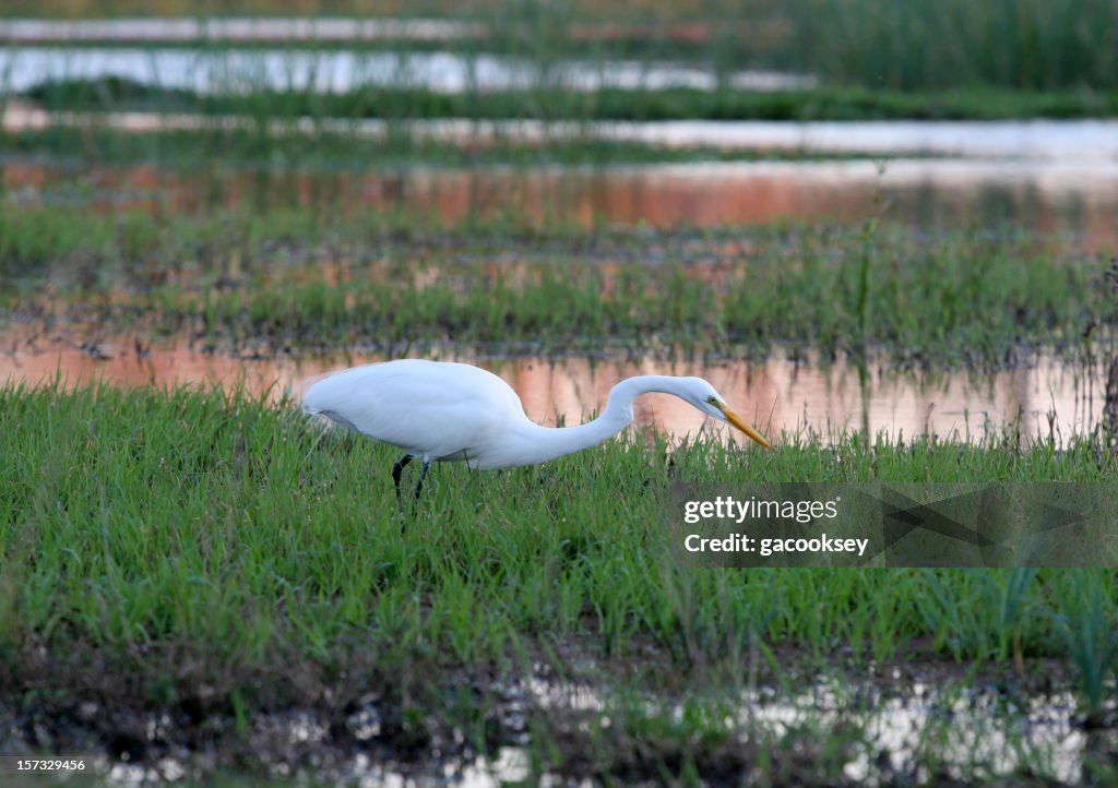 Egret stalking at sunset