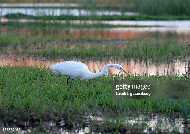 egret stalking at sunset - gulf coast states stock pictures, royalty-free photos & images