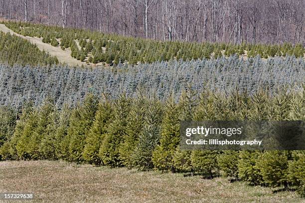 christmas tree farm - quinta de árvores - fotografias e filmes do acervo