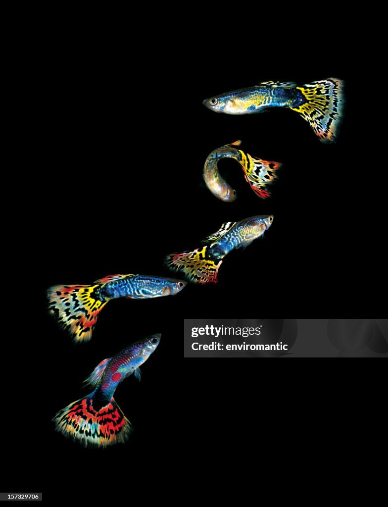 Five colourful Guppies.