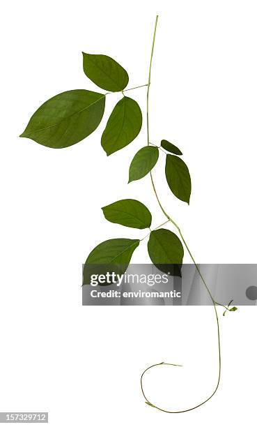 sigilosamente planta aislado en blanco, con trazado de recorte incluido. - branch plant part fotografías e imágenes de stock