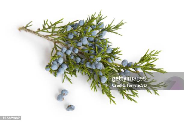 branch mit beeren von wacholder (cedar) tree - zeder stock-fotos und bilder