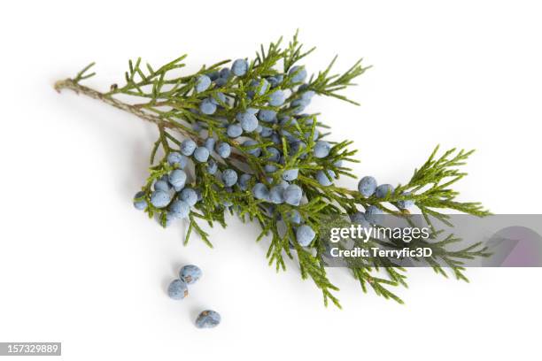 branch and berries  of juniper (cedar) tree - limb stock pictures, royalty-free photos & images