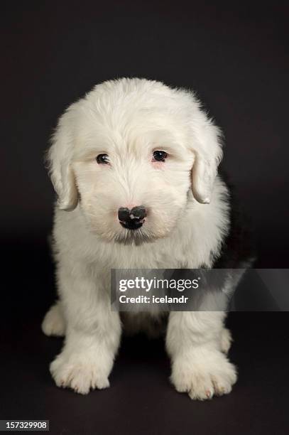 old english sheep dog puppy - old english sheepdog stock pictures, royalty-free photos & images