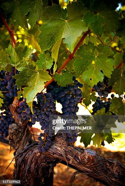 Grape Growing Ripe Red Grapes Growing Photos and Premium High Res Pictures - Getty Images