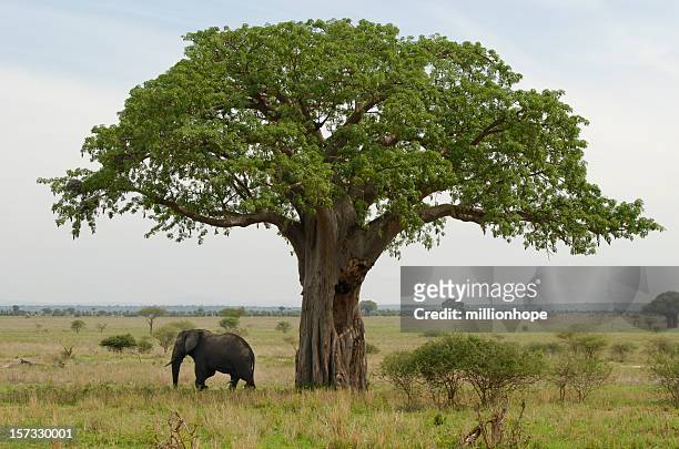 baobab und ethnicity - affenbrotbaum stock-fotos und bilder