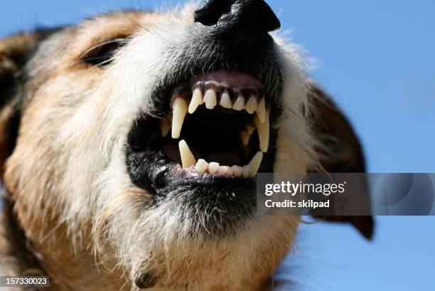 fangs of fury - agression stock pictures, royalty-free photos & images