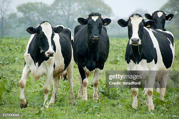 trois vaches curieux regardant à la caméra - vache noire et blanche photos et images de collection