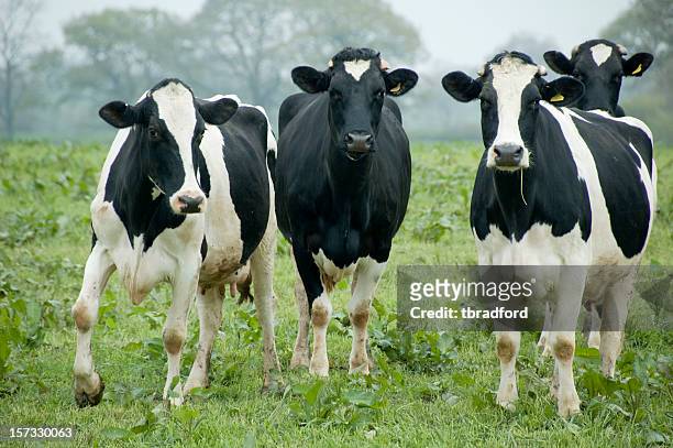 a herd of cattle looking at the camera in a green field - vier dieren stockfoto's en -beelden
