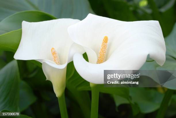 calla lilies - calla lily stock pictures, royalty-free photos & images