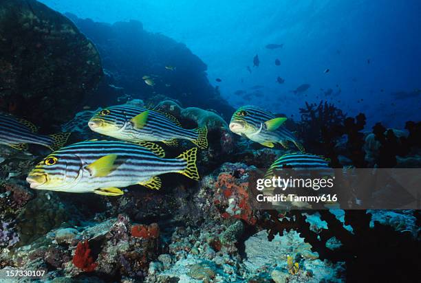 cavorting sweetlips - south pacific ocean stock pictures, royalty-free photos & images