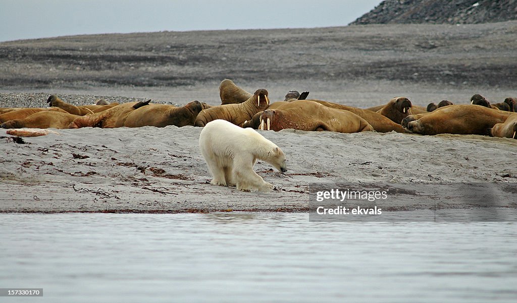 Eisbär vs Walross