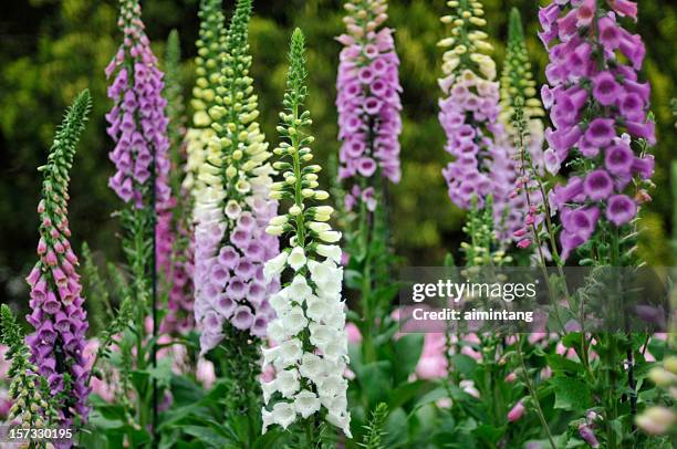 bunte foxgloves - foxglove stock-fotos und bilder