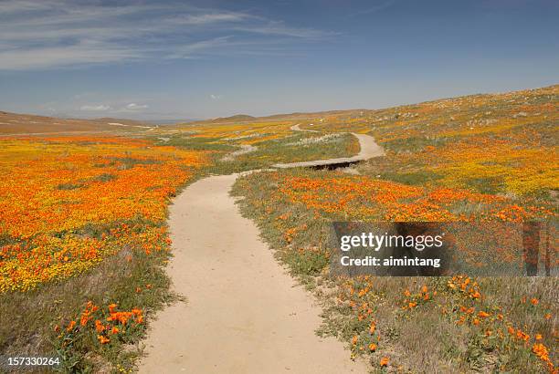 curvy trilha em reserva antelope valley poppy - california golden poppy - fotografias e filmes do acervo