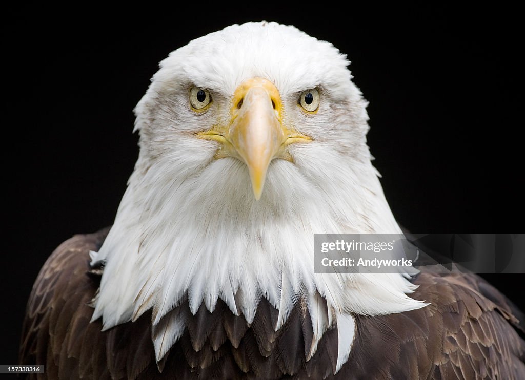 KIng Of The Skies (Haliaeetus Leucocephalus)