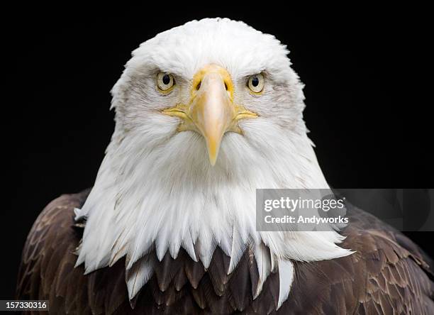 king of the skies (haliaeetus leucocephalus) - eagle stock pictures, royalty-free photos & images