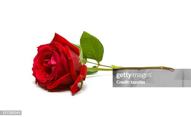 a full, single red rose on a white background - single rose stockfoto's en -beelden