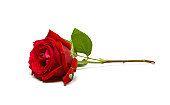 A full, single red rose on a white background
