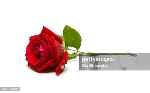 One Red Roses Background One Red Rose Wallpaper