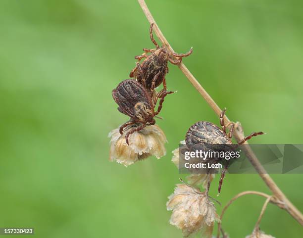 ticks expecting a victim - deer tick stock pictures, royalty-free photos & images