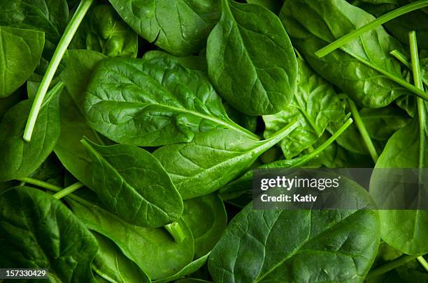 baby spinach - spinazie stockfoto's en -beelden