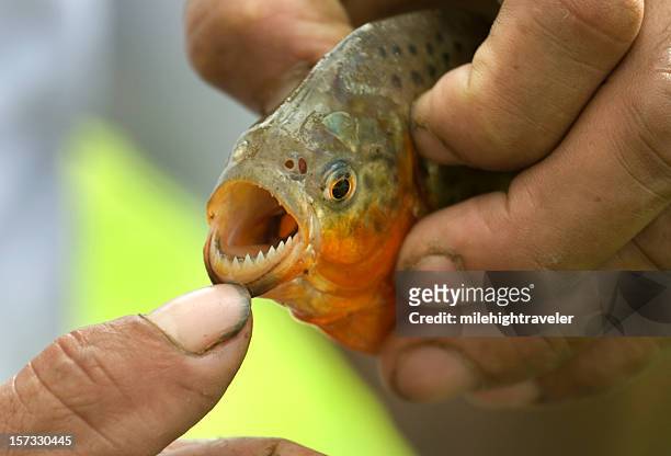 peruvian guide shows red-bellied piranha teeth on amazon river peru - caribe 個照片及圖片檔
