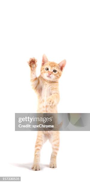 cat waving his paw - domestic cat standing stock pictures, royalty-free photos & images