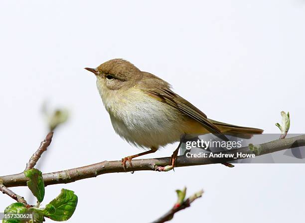 willow warbler (phylloscopus trochilus) - andrew branch stock pictures, royalty-free photos & images