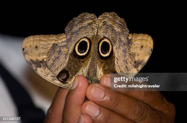 Insects In Peru Amazon Insects Photos and Premium High Res Pictures - Getty Images
