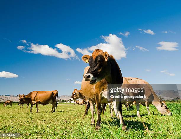 riendo de vaca - cow mooing fotograf�ías e imágenes de stock