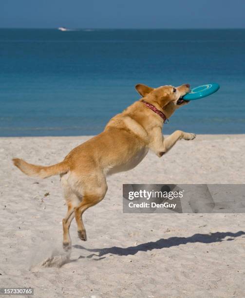 yellow lab in mid-air catches frizbee at the beach - catching stock pictures, royalty-free photos & images