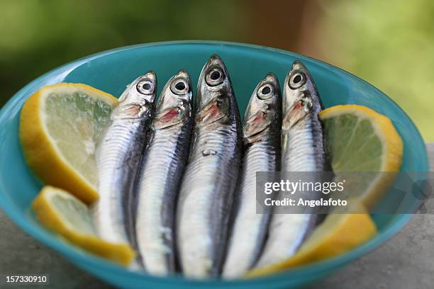 anchovas sobre as fatias de limão bruto - anchova imagens e fotografias de stock