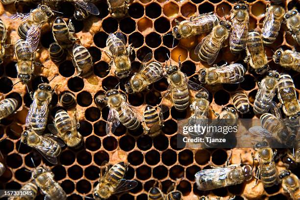 bees - stinging stock pictures, royalty-free photos & images