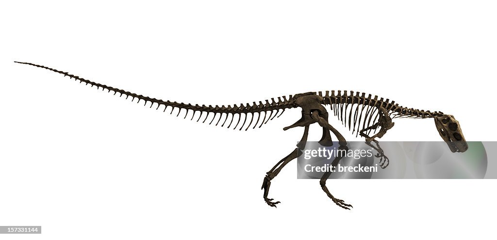 Herrerasaurus - side view