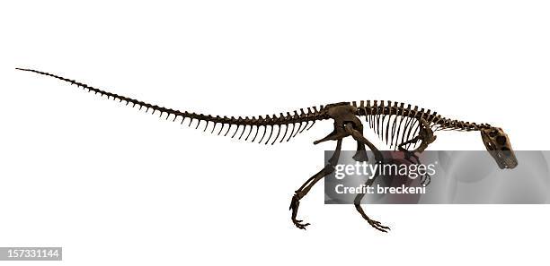 herrerasaurus - side view - fossil hunting stock pictures, royalty-free photos & images