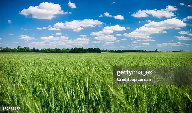 summer - kansas nature stock pictures, royalty-free photos & images