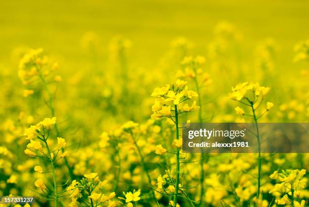 gelbe blume von vergewaltigung - canola stock-fotos und bilder