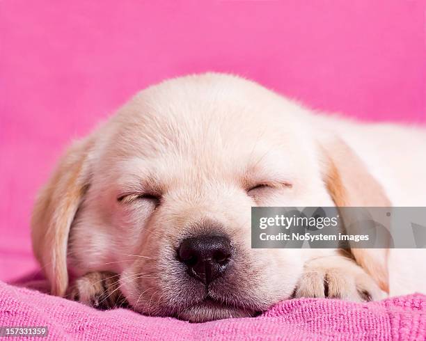 Pinker Labrador 2,524 Pink Puppies Stock Photos, High-Res Pictures, and Images - Getty ...