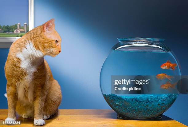 oh nein, die the cat - fish bowl stock-fotos und bilder