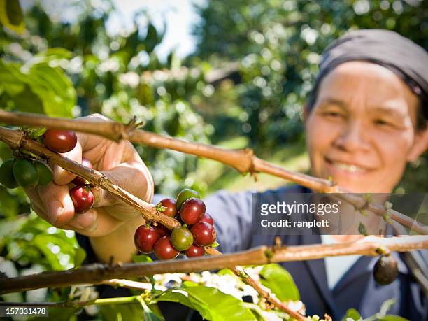 fair-trade-kaffee farmer - asian having coffee stock-fotos und bilder